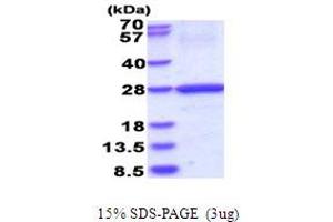 Major Histocompatibility Complex, Class II, DO beta (HLA-DOB) (AA 27-224) protein (His tag)