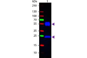 Western blot of Fluorescein conjugated Rabbit Anti-Mouse IgG secondary antibody. (Lapin anti-Souris IgG (Heavy & Light Chain) Anticorps (FITC) - Preadsorbed)