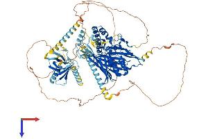 AlphaFold protein structure predicition of Human Recombinant OSBPL5 Protein, UniprotID Q9H0X9