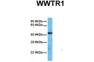 Host:  Rabbit  Target Name:  WWTR1  Sample Tissue:  Human HepG2  Antibody Dilution:  1.