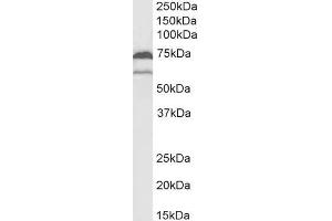 ABIN184671 (2µg/ml) staining of U937 lysate (35µg protein in RIPA buffer). (PTGS1 anticorps  (C-Term))