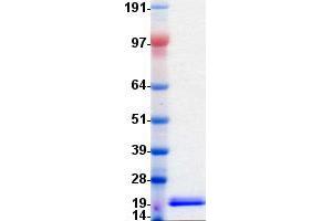 Validation with Western Blot (ANGPTL4 Protein (DYKDDDDK-His Tag))