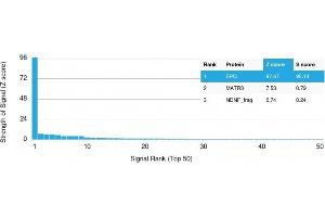 Analysis of Protein Array containing more than 19,000 full-length human proteins using Erythropoietin (EPO) Mouse Monoclonal Antibody (EPO/1367).