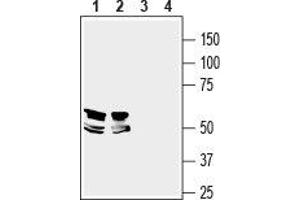 Western blot analysis of mouse brain (lanes 1 and 3) and rat hippocampus (lanes 2 and 4) lysates: - 1,2. (LRRTM1 anticorps  (Extracellular, N-Term))