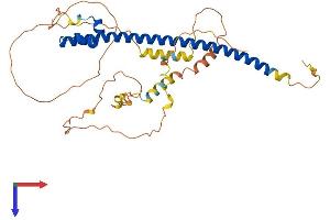AlphaFold protein structure predicition of Mouse Recombinant Maf Protein, UniprotID P54843