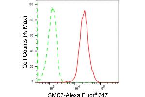 Flow cytometric analysis of SMC3 expression in HepG2 cells using SMC3 antibody (ABIN7800448), 1:2,000). (Recombinant SMC3 anticorps)