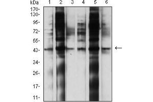 Western blot analysis using CD107b mouse mAb against U937 (1), HepG2 (2), RAW264.