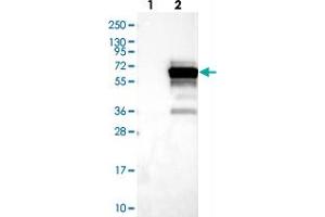 Western blot analysis of Lane 1: Negative control (vector only transfected HEK293T lysate), Lane 2: Over-expression Lysate (Co-expressed with a C-terminal myc-DDK tag (~3. (SH3BP5L anticorps)