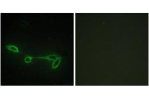 Immunofluorescence analysis of NIH-3T3 cells, using FUK Antibody. (FUK anticorps  (AA 11-60))
