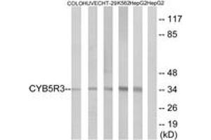 Western blot analysis of extracts from HepG2/COLO/HuvEc/HT-29/K562 cells, using CYB5R3 Antibody.