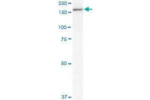 MPO monoclonal antibody (M01), clone 3E11.