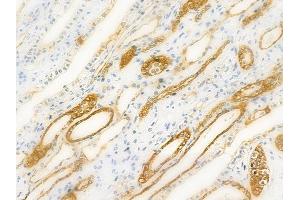 ABIN6257684 and ABIN6274920 at 1/100 staining human normal kidney tissue by IHC-P. (BMP8A anticorps  (Internal Region))