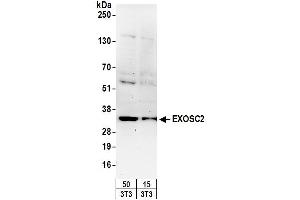 Western Blotting (WB) image for anti-Exosome Component 2 (EXOSC2) (AA 243-293) antibody (ABIN7449729)