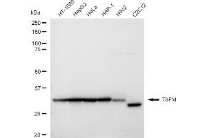 Western blotting analysis using TSFM antibody (ABIN7800656). (Recombinant TSFM anticorps)