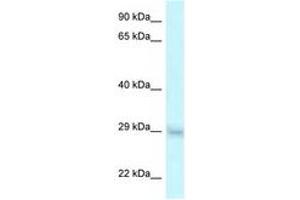 Image no. 1 for anti-Steroid Receptor RNA Activator 1 (SRA1) (AA 92-141) antibody (ABIN6747630) (SRA1 anticorps  (AA 92-141))
