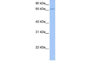 WB Suggested Anti-ZNF317 Antibody Titration:  0. (ZNF317 anticorps  (C-Term))