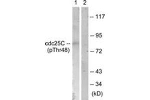 Western blot analysis of extracts from RAW264. (CDC25C anticorps  (pThr48))