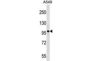 CCDC141 Antibody (N-term) western blot analysis in A549 cell line lysates (35µg/lane). (CCDC141 anticorps  (N-Term))