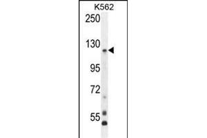 PCDHGA8 Antibody (C-term) (ABIN655955 and ABIN2845341) western blot analysis in K562 cell line lysates (35 μg/lane). (PCDHGA8 anticorps  (C-Term))