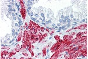 Anti-SLMAP antibody IHC staining of human prostate. (SLMAP anticorps  (AA 677-785))