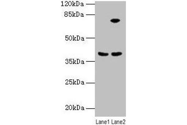 Annexin A9 antibody  (AA 8-345)
