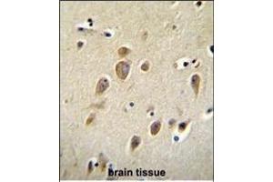 RARS Antibody (C-term) (ABIN655043 and ABIN2844674) immunohistochemistry analysis in formalin fixed and paraffin embedded human brain followed by peroxidase conjugation of the secondary antibody and DAB staining.