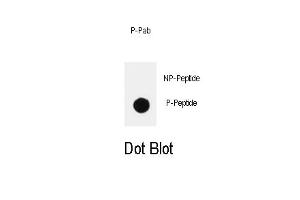 Dot blot analysis of anti-PIK3CD-p Pab (ABIN389877 and ABIN2839731) on nitrocellulose membrane. (PIK3CD anticorps  (pTyr485))
