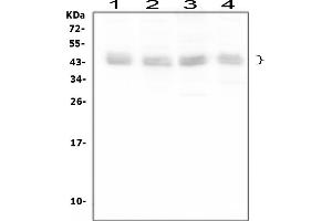 Western blot analysis of BMI1 using anti-BMI1 antibody (ABIN3043799). (BMI1 anticorps  (Middle Region))