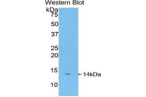 Western Blotting (WB) image for anti-Family with Sequence Similarity 19 (Chemokine (C-C Motif)-Like), Member A2 (FAM19A2) (AA 31-119) antibody (ABIN1858793) (FAM19A2 anticorps  (AA 31-119))