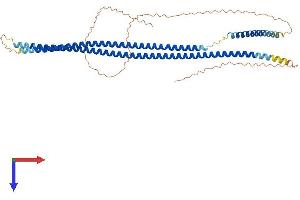 AlphaFold protein structure predicition of Human Recombinant KRT16 Protein, UniprotID P08779