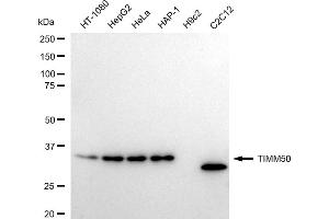 Western blotting analysis using TIMM50 antibody (ABIN7800615). (Recombinant TIMM50 anticorps)