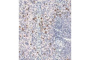 Immunohistochemical analysis of (ABIN1537232 and ABIN2838268) on paraffin-embedded human spleen tissue was performed on the Leica®BOND RXm. (DEFa3 anticorps  (C-Term))