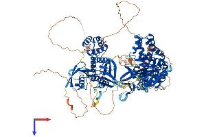 AlphaFold protein structure predicition of Mouse Recombinant Farp1 Protein, UniprotID F8VPU2