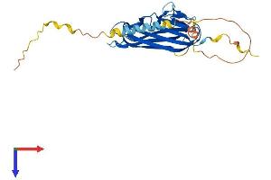 AlphaFold protein structure predicition of Human Recombinant TNFSF9 Protein, UniprotID P41273
