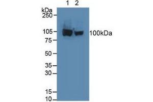 Figure. (Aconitase 1 anticorps  (AA 26-243))