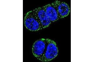 Immunofluorescence (IF) image for anti-Folate Hydrolase (Prostate-Specific Membrane Antigen) 1 (FOLH1) antibody (ABIN2997484) (PSMA anticorps)