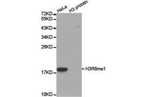 Western blot analysis of extracts of HeLa cell line and H3 protein expressed in E. (Histone 3 anticorps  (H3R8me))