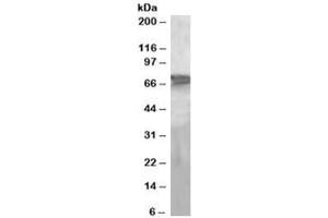 Western blot testing of human liver lysate with PEPCK2 antibody at 2ug/ml. (PEPCK anticorps)