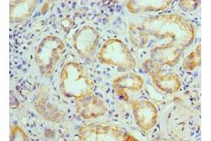 Immunohistochemistry of paraffin-embedded human kidney tissue using ABIN7145103 at dilution of 1:100 (ATG13 anticorps  (AA 318-517))