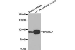 Western blot analysis of extracts of various cell lines, using DNMT3A antibody (ABIN1872325). (DNMT3A anticorps)