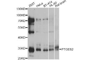 Western blot analysis of extracts of various cell lines, using PTGES2 antibody. (PTGES2 anticorps)