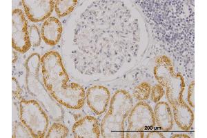 Immunoperoxidase of monoclonal antibody to RASGRP4 on formalin-fixed paraffin-embedded human kidney.