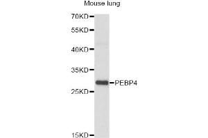 Western blot analysis of extracts of mouse lung, using PEBP4 antibody (ABIN6293825) at 1:1000 dilution. (PEBP4 anticorps)