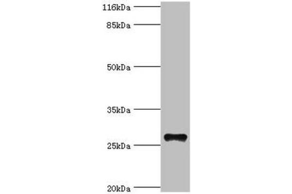 Tetraspanin 6 anticorps  (AA 115-208)