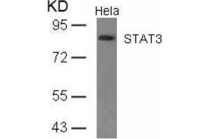 Image no. 2 for anti-Signal Transducer and Activator of Transcription 3 (Acute-Phase Response Factor) (STAT3) (AA 725-729) antibody (ABIN197176) (STAT3 anticorps  (AA 725-729))