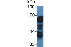 Western Blot; Sample: Human MCF7 cell lysate; Primary Ab: 2µg/mL Rabbit Anti-Mouse HSPD1 Antibody Second Ab: 0. (HSPD1 anticorps  (AA 28-573))
