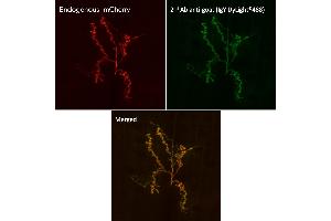 Immunofluorescence (IF) image for Chicken anti-Goat IgG antibody (DyLight 488) (ABIN7273064) (Poulet anti-Chévre IgG Anticorps (DyLight 488))