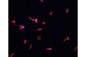 ABIN6268886 staining HeLa cells by IF/ICC. (Connexin 43/GJA1 anticorps  (C-Term))
