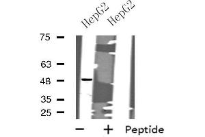 Western blot analysis of extracts from HepG2 cells, using CHRM1 antibody. (CHRM1 anticorps  (C-Term))