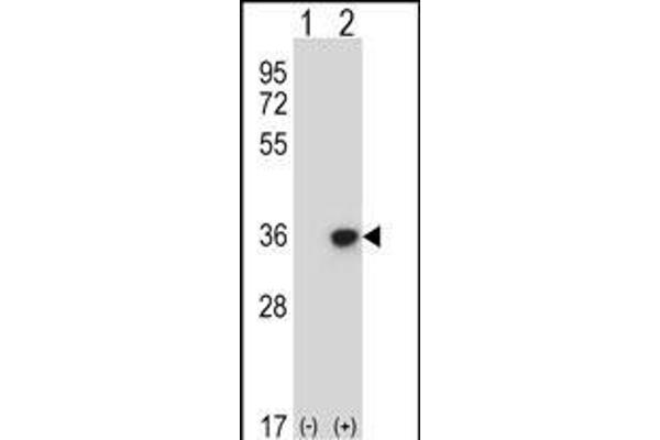 DLX4 antibody  (AA 72-100)